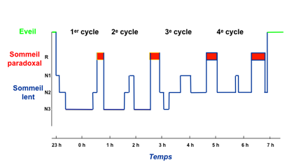 Cycle sommeil