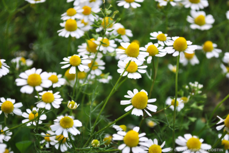 camomile-herbs-for-stress-relief
